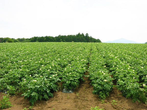 potato farm