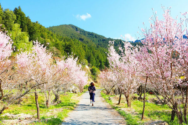 Sakura Girl Running