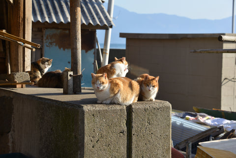 Aoshima cat island where cats outnumber humans