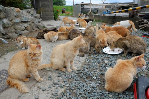 Japanese tiny island perfect for cat lovers, Aoshima