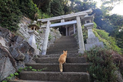 Aoshima cat island