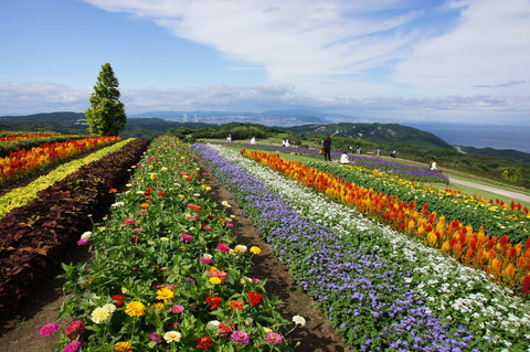 flower garden (Awaji island, Japan)