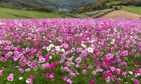 Awaji Hanasajiki Park