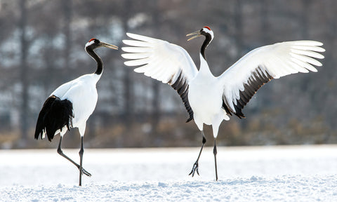 Dancing Cranes. The ritual marriage dance of cranes. Migratory birds