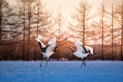 Red crowned crane Kushiro Hokkaido Japan