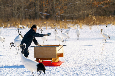 Ranger spread feeding the flock of the Japanese Red-crowned Cranes  with seeds in winter at Tsurui Ito Tancho Sanctuary, Hokkaido.