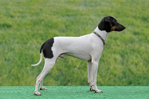 Japanese Terrier at dog park