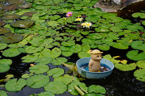 The Japanese tropical water lily pond decorated with kappa doll.