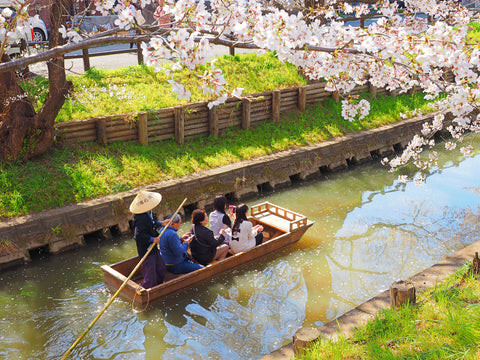 Sakura cherry blossom along the Shinkashi-gawa river near by Hikawa-jinja shrine