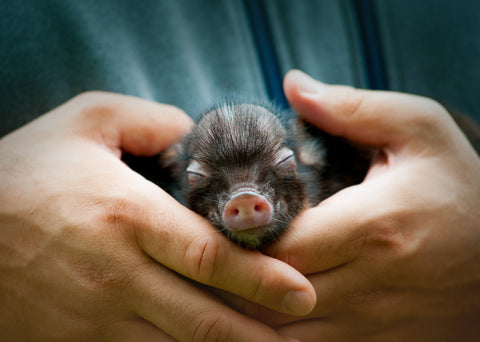 cute newborn cub of mini pig sleeping on human's hands