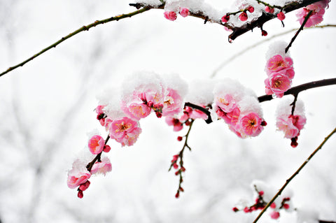 Japanese plum blossoms