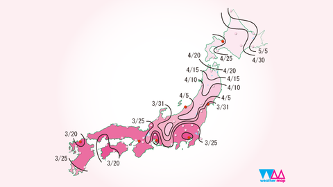 Cherry Trees blossom forecast showing in a map of Japan