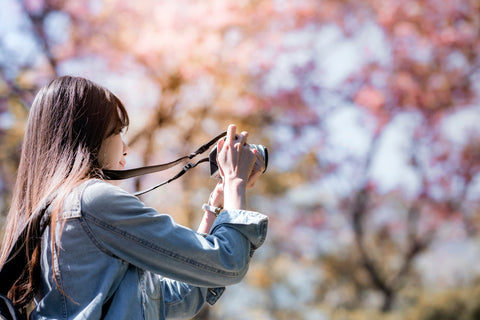 Young woman traveler take photos by camera under cherry blossoms tree.