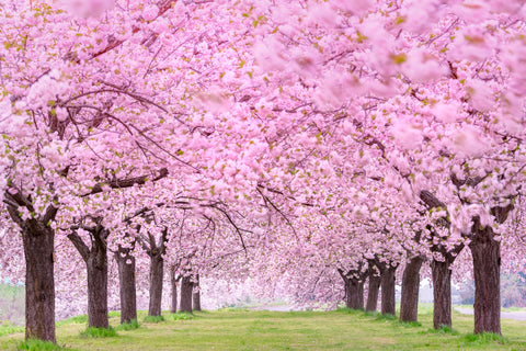 Beautiful cherry blossoms. Japan Obuse-machi, Nagano Prefecture