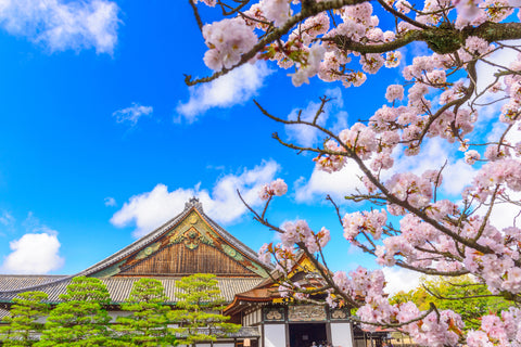 Cherry blossoms during springtime at the Ninomaru Palace of Nijo Castle in Kyoto, Japan