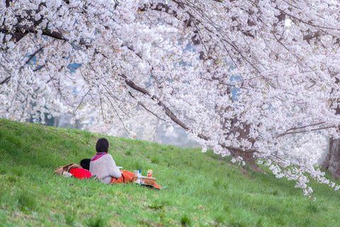 A couple sitting under the sakura tree at park, during cherry blossom season