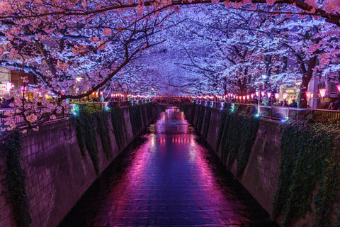 Sakura at night in Tokyo