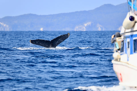 Okinawa whale watching and aquarium.