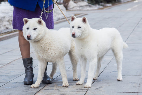 White Japanese beautiful dog young champion Kishu Inu