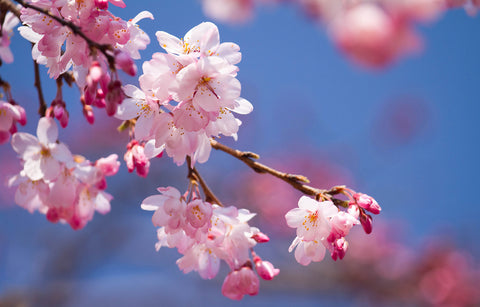 Closed up shot of cherry blossom (Sakura Flowers) in Japanese park