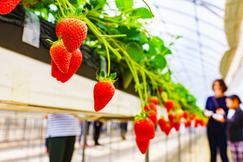 Elementary school age kid picking strawberries in Japan