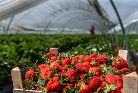 Strawberry field and strawberry harvest