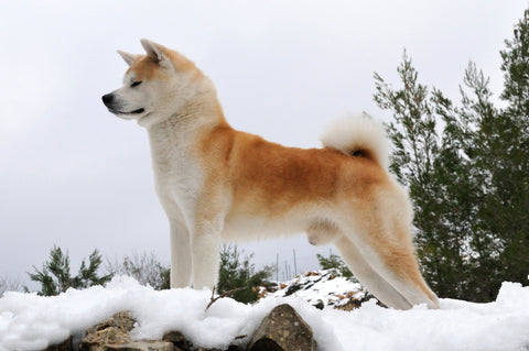 Akita Inu dog stand in a forest with snow background