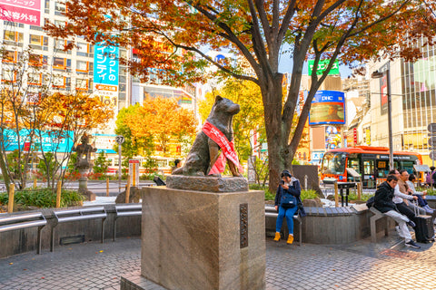 Bronze statue of Hachiko sculpted by Teru Ando was erected at Shibuya Station.