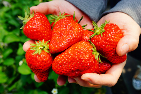 Girl Pick Strawberries