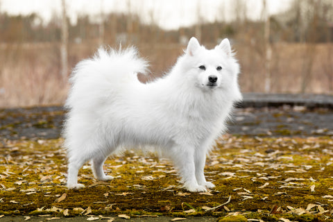 A white Japanese Spitz.