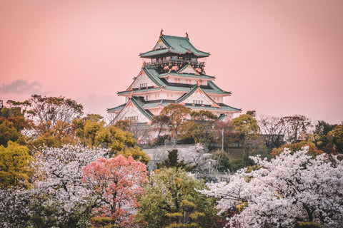 Sakura cherry blossoms at Osaka Castle.