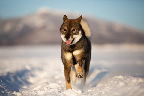 A Shikoku dog in the snow.