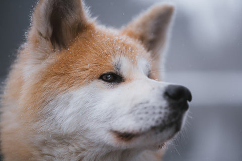 An Akita Inu dog.