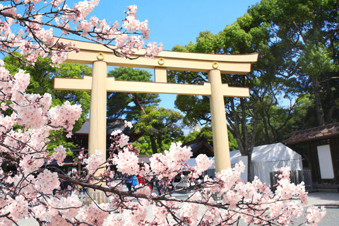 Torii gate and blooming sakura branch in Meiji Jingu spring festival, Tokyo. Sakura blossoming spring season in Japan