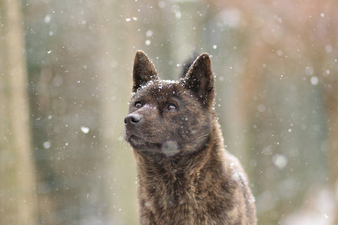 A Kai Ken dog with snow falling. 