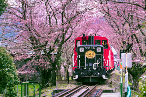 Sagano Romantic train runs through tunnel of cherry blossoms to celebrate hanami Kyoto, Japan.