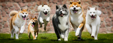 Group of Japanese dogs, Akita Inu, Shiba Inu, Hokkaido Inu, running on the grass