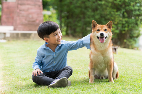 A young boy with a shiba inu.