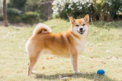 Shiba inu dog with pointed ears playing in the garden. Dog playing in the field.