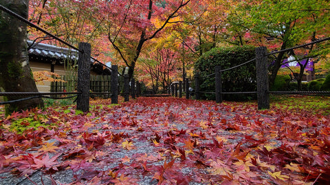 Everything You Need To Know About Momijigari (Leaf Peeping!)