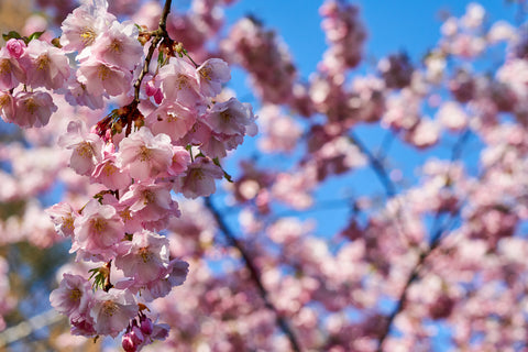 Selective focus of beautiful branches of pink Cherry blossoms on the tree under blue sky, Beautiful Sakura flowers during spring season in the park, Flora pattern texture, Nature floral background.