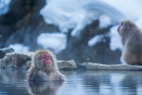 Monkey in a natural onsen hot spring , located in Snow Monkey. Hakodate Nagano, Japan.