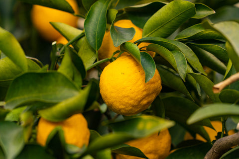 Yuzu with leaves.