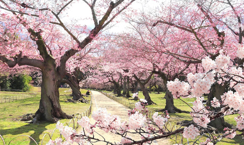 Blooming sakura trees in Koishikawa Korakuen garden, Okayama, Japan.