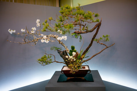 Japanese traditional style flower arrangement "Ikebana" exhibition in Kyoto.