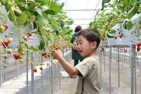A boy enjoying strawberry picking season on a trip