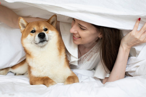 Funny girl woman playing with her Shiba Inu dog in bed in a hotel. Family time friends