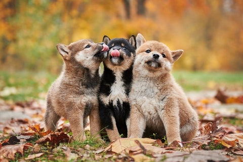 Three cute originally bred shiba inu puppies lick their lips and sit in the autumn forest