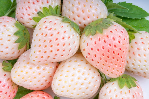 Fresh white strawberries on white background.