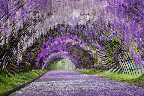 Beautiful Fuji flowers at Ashikaga Park, Tochigi Prefecture